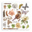 Stamperia All Around - Rub-Ons Assortment Kit