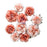 Prima Homegrown - Blush Harvest Flowers