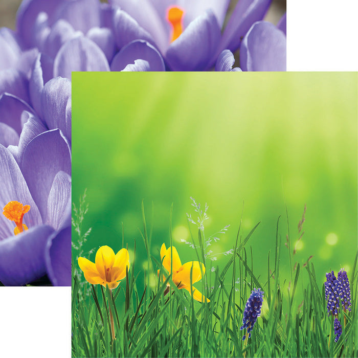Reminisce Springtime - Daffodils